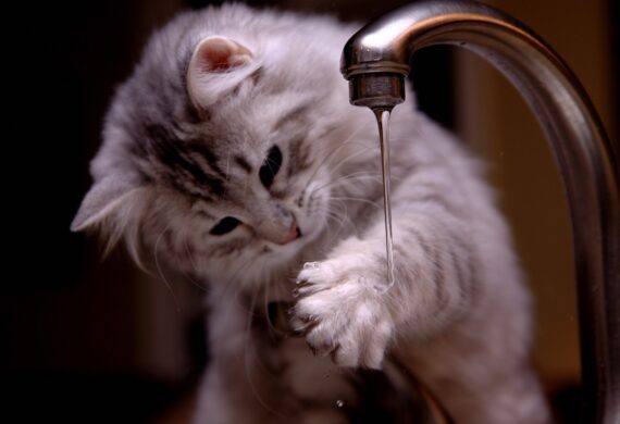 Peut-on avoir confiance dans l’eau du robinet ?